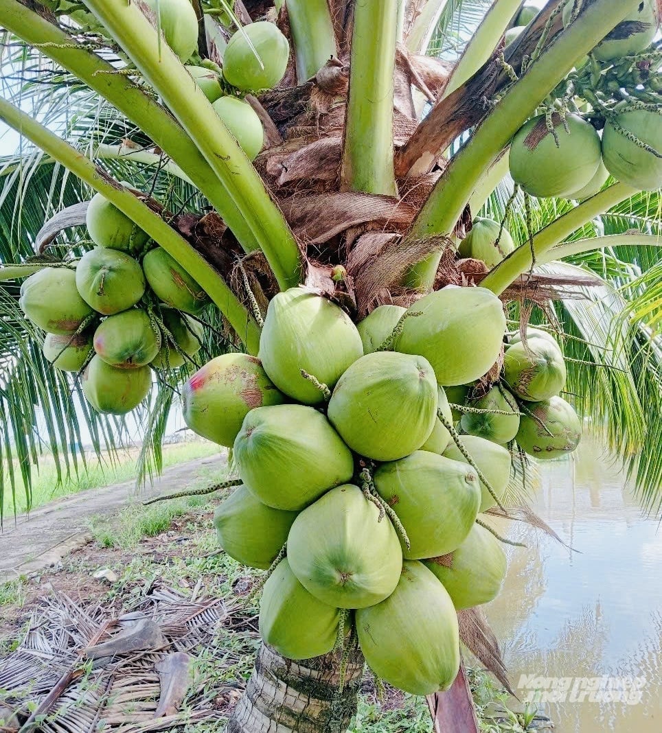 Trái dừa dứa có kích thước nhỏ hơn dừa Xiêm, vỏ màu xanh nhạt. Mỗi trái chứa khoảng 250 - 350ml nước dừa. Ảnh: Trọng Linh.