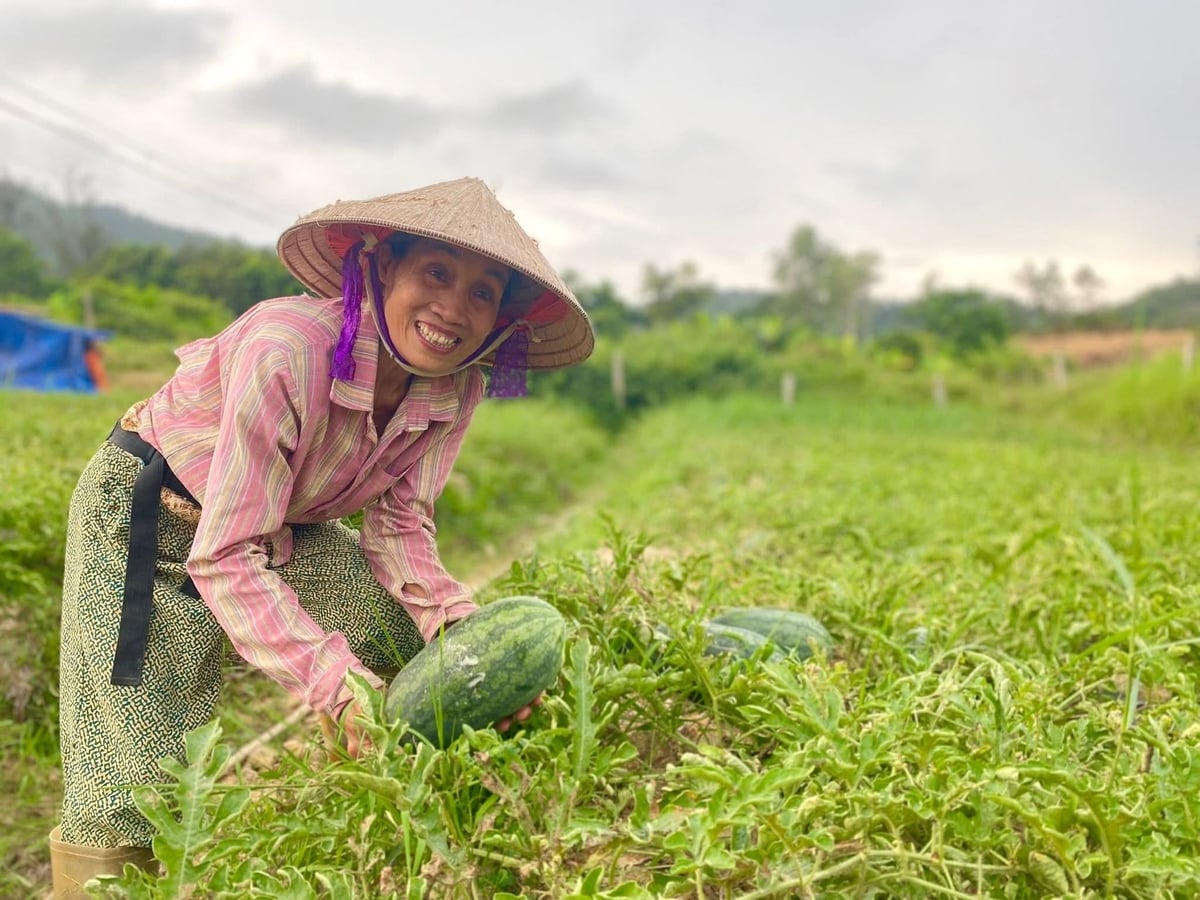 Bà Đỗ Thị Quyến bên ruộng dưa hấu đã đến kỳ thu hoạch. Ảnh: Cường Vũ.