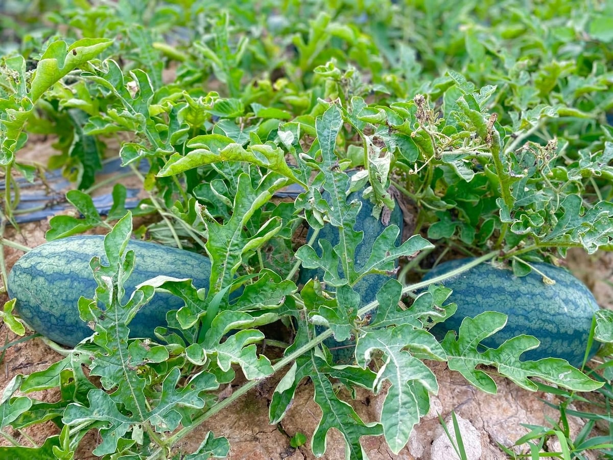 Dưa hấu Cô Tô được bón bằng đầu tôm ủ hoai mục, cho trái ngọt đậm đà. Ảnh: Cường Vũ.