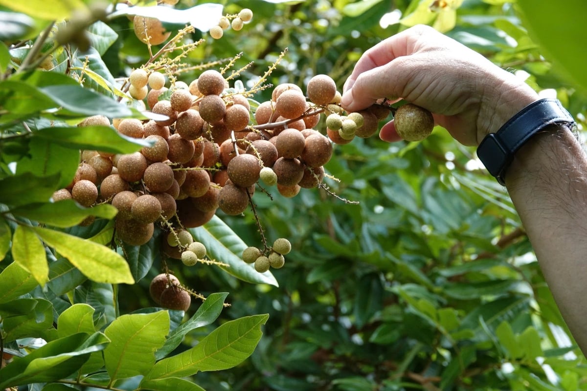 Giống nhãn Long Phụng Châu đang được trồng tại cồn Mỹ Phước, xã Nhơn Mỹ (TP Cần Thơ). Ảnh: Kim Anh. Giống nhãn Long Phụng Châu đang được trồng tại cồn Mỹ Phước, xã Nhơn Mỹ (TP Cần Thơ). Ảnh: Kim Anh.
