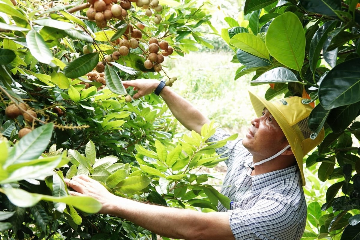 Về kỹ thuật trồng nhãn Long Phụng Châu, nhà vườn cần duy trì vệ sinh vườn, tỉa bỏ cành sâu bệnh và theo dõi các đối tượng gây hại. Ảnh: Kim Anh. Về kỹ thuật trồng nhãn Long Phụng Châu, nhà vườn cần duy trì vệ sinh vườn, tỉa bỏ cành sâu bệnh và theo dõi các đối tượng gây hại. Ảnh: Kim Anh.