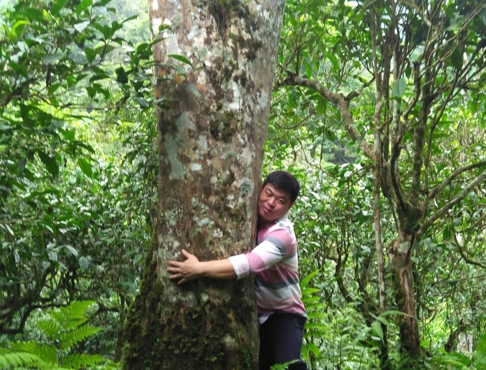 Một cây chè Shan tuyết cổ thụ trên núi Tây Côn Lĩnh, gốc to, một người ôm không hết. Ảnh: Đ. Hiệp.