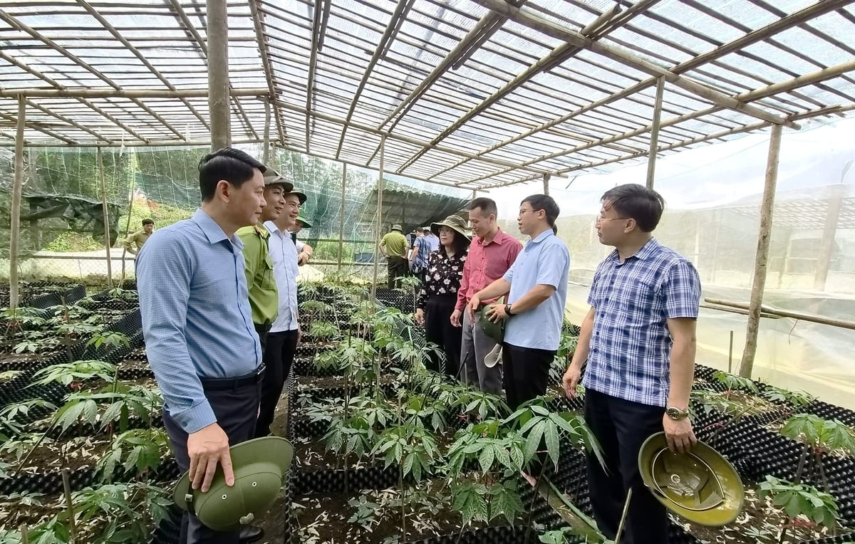Đo&agrave;n c&ocirc;ng t&aacute;c của Sở N&ocirc;ng nghiệp v&agrave; M&ocirc;i trường tỉnh Tuy&ecirc;n Quang tham quan v&ugrave;ng trồng s&acirc;m tr&ecirc;n n&uacute;i T&acirc;y C&ocirc;n Lĩnh. Ảnh: Đ&agrave;o Thanh.