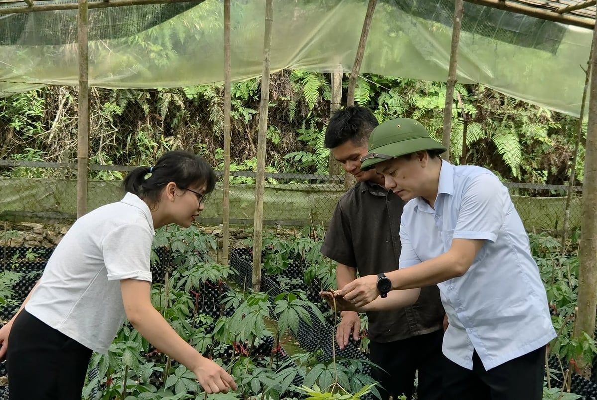 V&ugrave;ng trồng s&acirc;m bước đầu giải quyết việc l&agrave;m, thu nhập ổn định cho một số lao động tại Tả Ph&igrave;n Hồ. Ảnh: Đ&agrave;o Thanh.