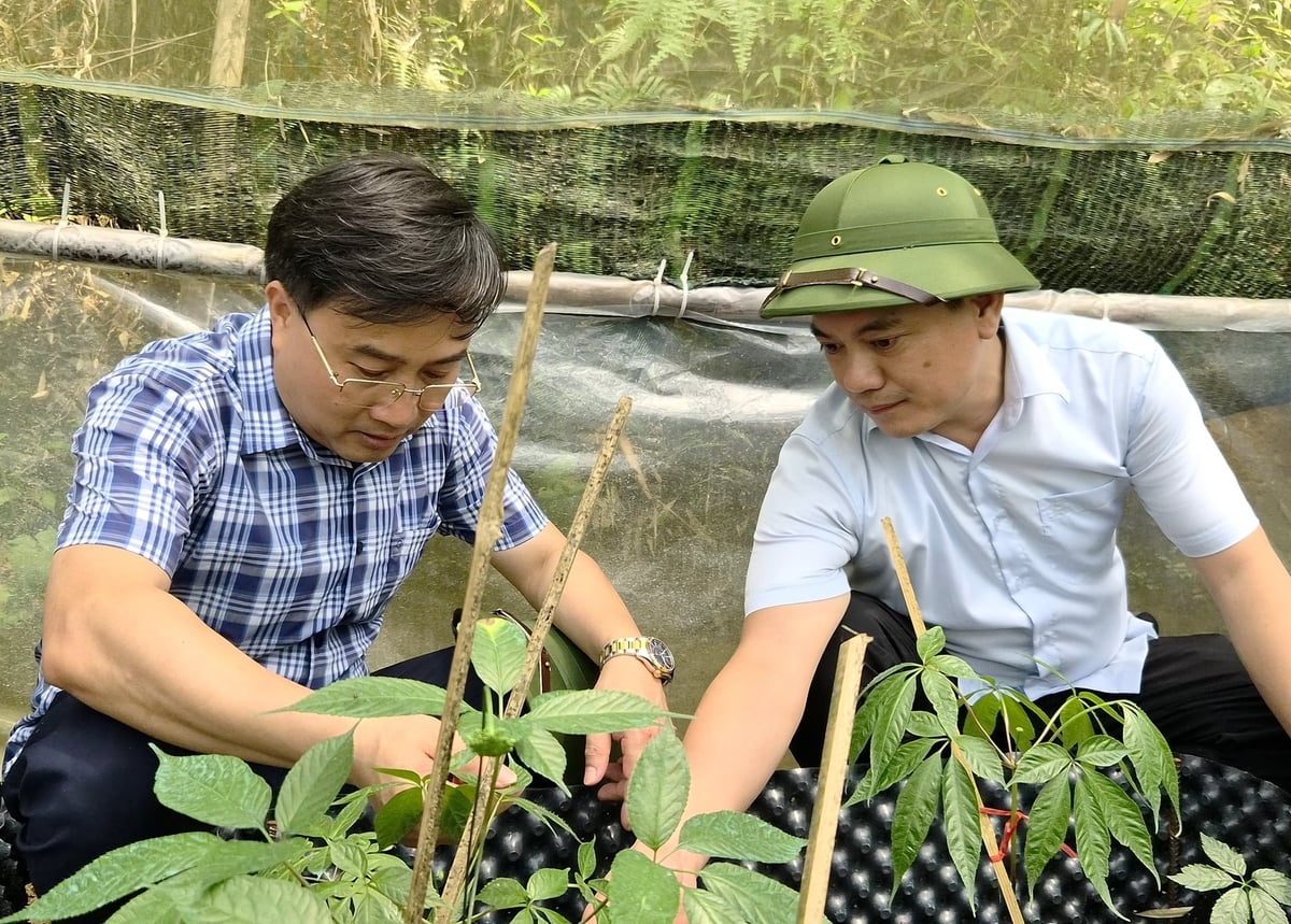 C&acirc;y s&acirc;m Ngọc Linh, s&acirc;m Lai Ch&acirc;u được đ&aacute;nh gi&aacute; kh&aacute; ph&ugrave; hợp với điều kiện thổ nhưỡng tr&ecirc;n n&uacute;i T&acirc;y C&ocirc;n Lĩnh. Ảnh: Đ&agrave;o Thanh.