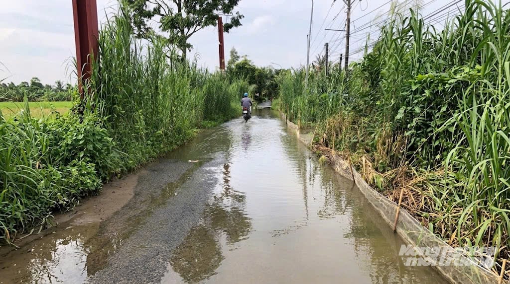 Nhiều tuyến đường tại xã Vĩnh Tường thường xuyên bị ngập khi mưa lớn hoặc triều cường, gây khó khăn cho việc đi lại của người dân. Ảnh: Văn Vũ.