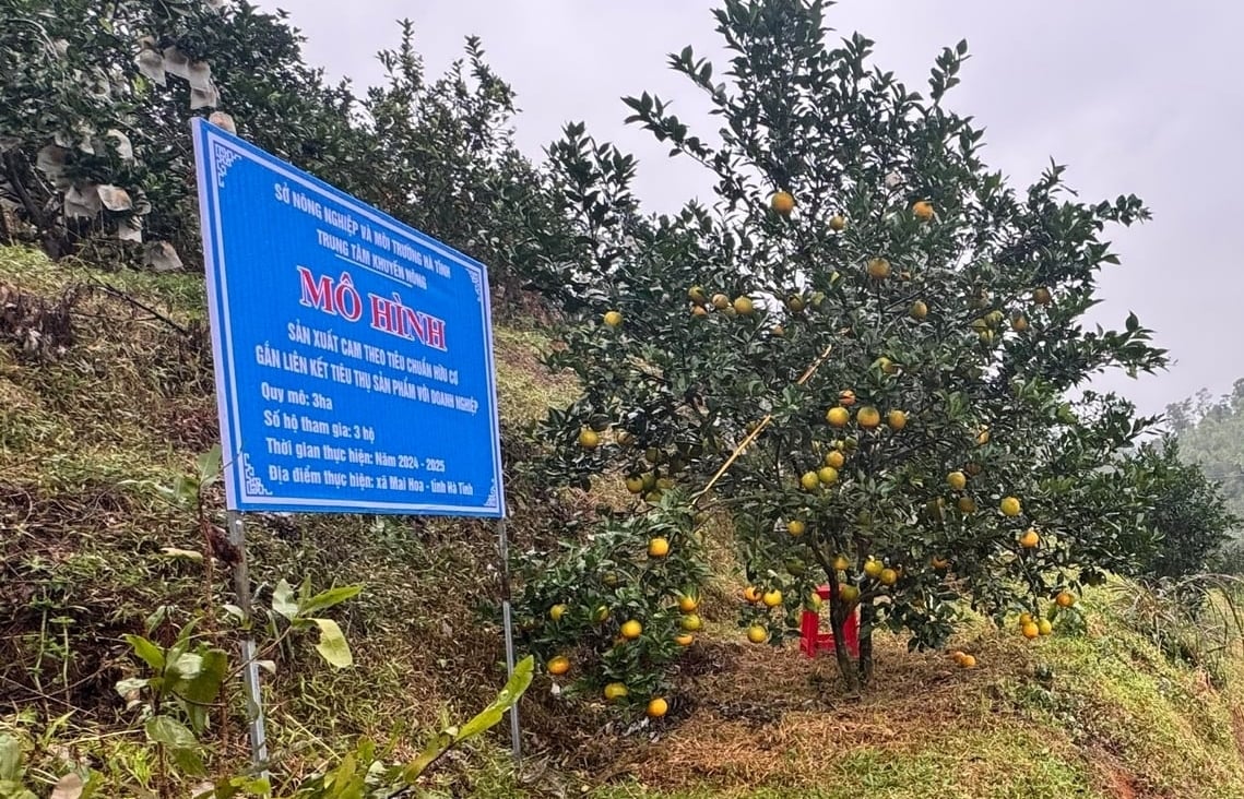 Mô hình 'Sản xuất cam theo tiêu chuẩn hữu cơ gắn liên kết tiêu thụ sản phẩm với doanh nghiệp' tại thôn Thanh Bình, xã Mai Hoa đem lại hiệu quả rõ nét. Ảnh: Ánh Nguyệt.