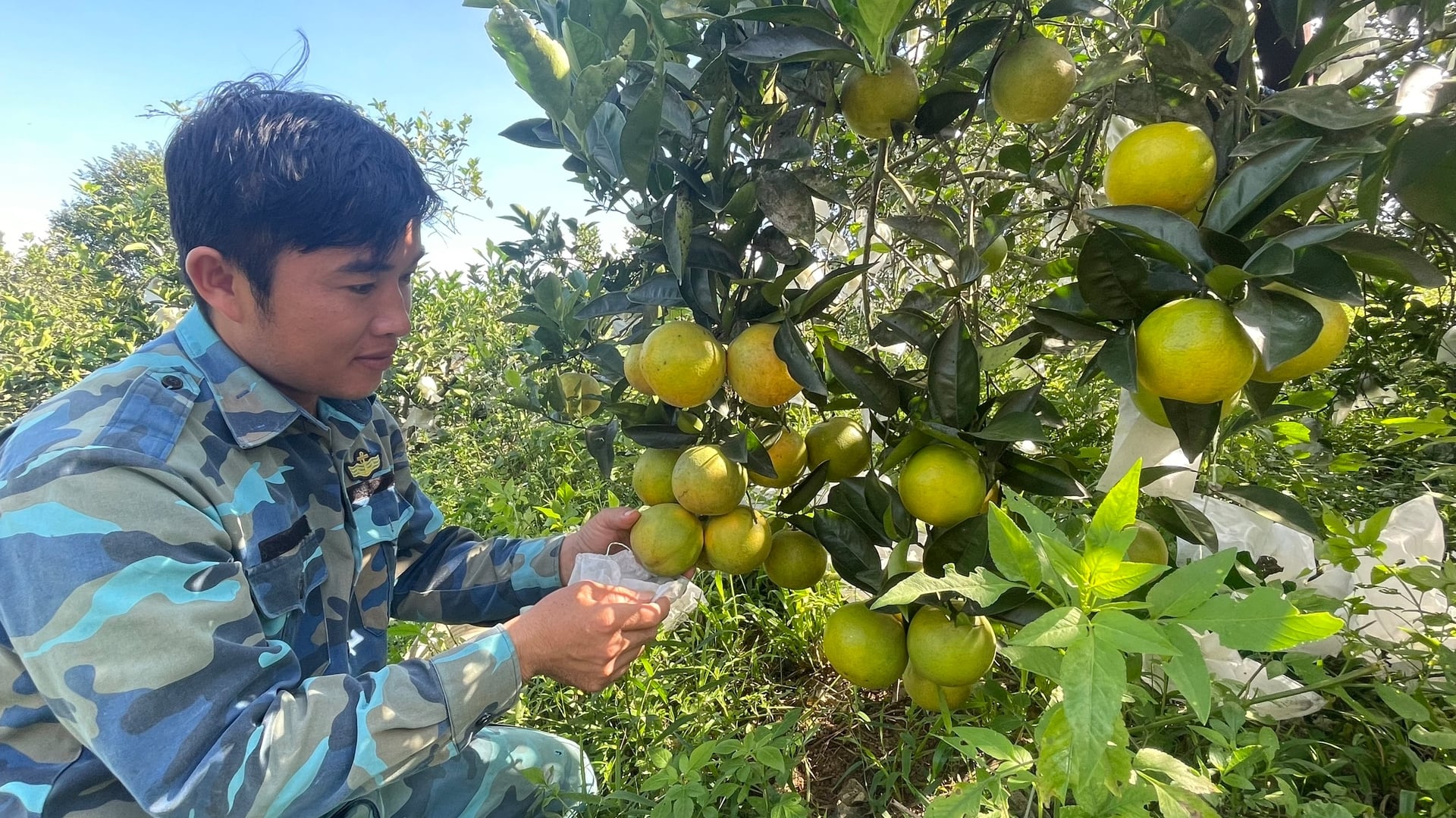 Sản xuất cam hữu cơ là hướng đi phù hợp trong bối cảnh hiện nay, góp phần thay đổi tư duy sản xuất, bảo vệ môi trường và nâng tầm thương hiệu sản phẩm. Ảnh: Ánh Nguyệt.