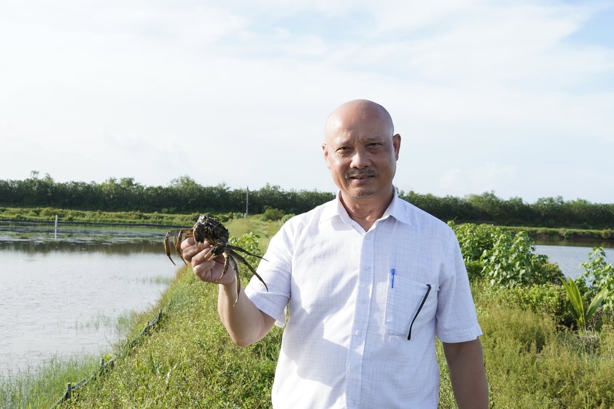 Ông Nguyễn Văn Thoan, Chủ tịch HĐQT Công ty Cổ phần Quốc tế Minh Phú cho biết, khu nuôi cua cà ra của doanh nghiệp có tổng diện tích 108 ha, trong đó khoảng 75 ha được đưa vào khai thác nuôi thương phẩm. Ảnh: Hồng Thắm.