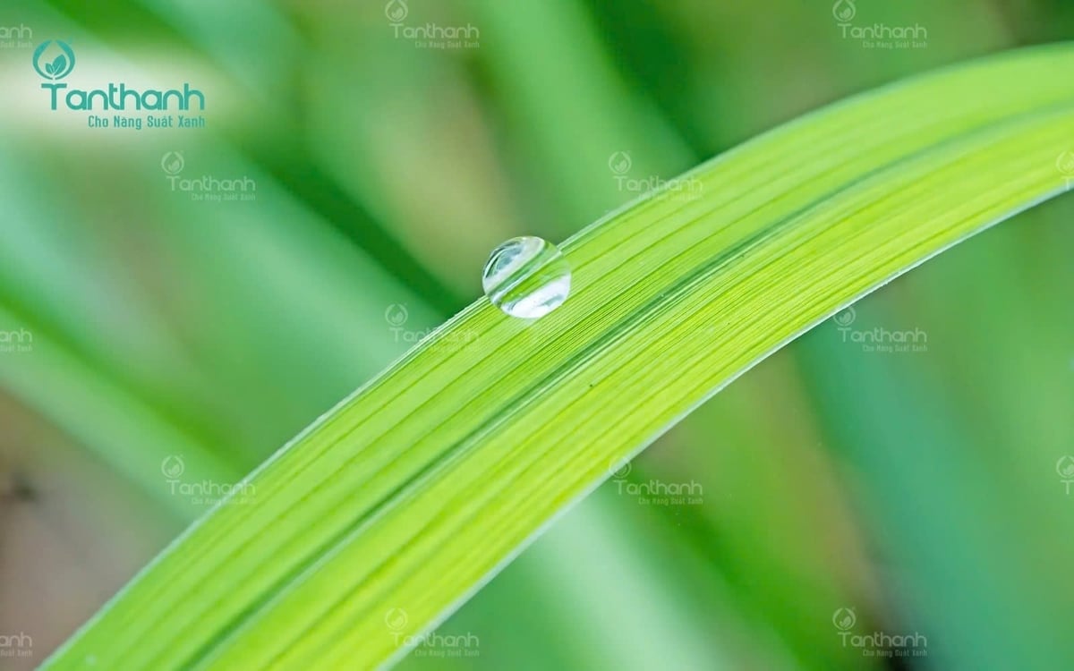 Không phải ngẫu nhiên mà những ruộng lúa khỏe thường có bộ lá dày, cứng và đứng. Ảnh: Tân Thành.