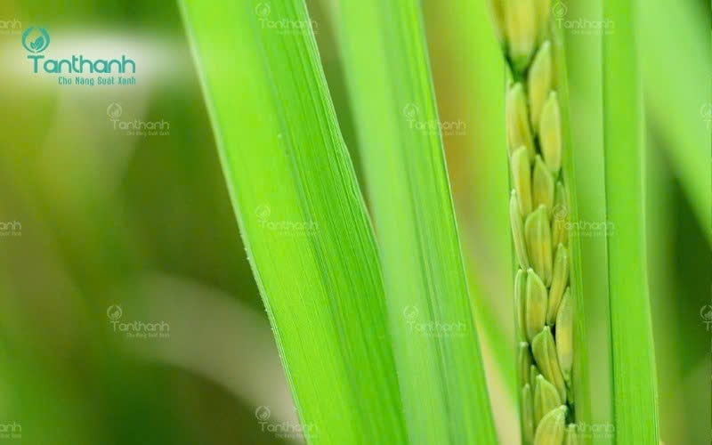 Những lá lúa mỏng, mềm hoặc bị tổn thương thường là 'cửa ngõ' để nấm và vi khuẩn dễ dàng xâm nhập. Ngược lại, khi lá dày và khỏe, cây sẽ có khả năng chống chịu tốt hơn trước áp lực bệnh hại. Ảnh: Tân Thành.