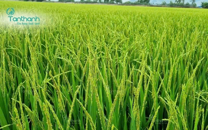 Thay vì chỉ tiêu diệt mầm bệnh sau khi chúng xâm nhập, xu hướng canh tác hiện nay là tăng sức đề kháng để cây chủ động chống lại nấm và vi khuẩn ngay từ đầu. Ảnh: Tân Thành.