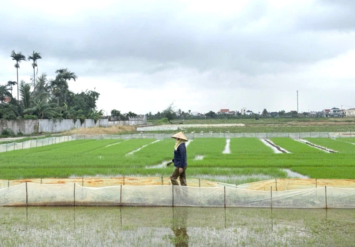 Toàn thành phố Hải Phòng đã gieo cấy được khoảng 30.000 ha lúa vụ mùa 2026. Ảnh: Đinh Mười. Toàn thành phố Hải Phòng đã gieo cấy được khoảng 30.000 ha lúa vụ mùa 2026. Ảnh: Đinh Mười.
