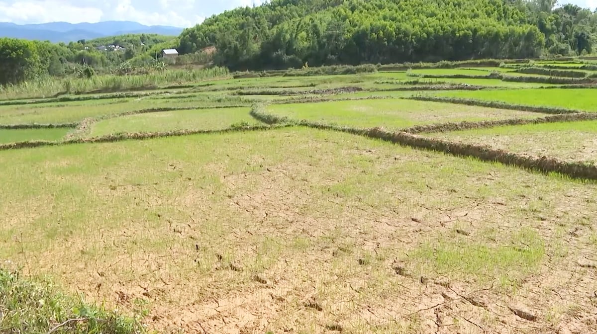 Nhiều cánh đồng ở miền núi A Lưới thiếu nước, đất bắt đầu khô nứt. Ảnh: Văn Dinh. Nhiều cánh đồng ở miền núi A Lưới thiếu nước, đất bắt đầu khô nứt. Ảnh: Văn Dinh.