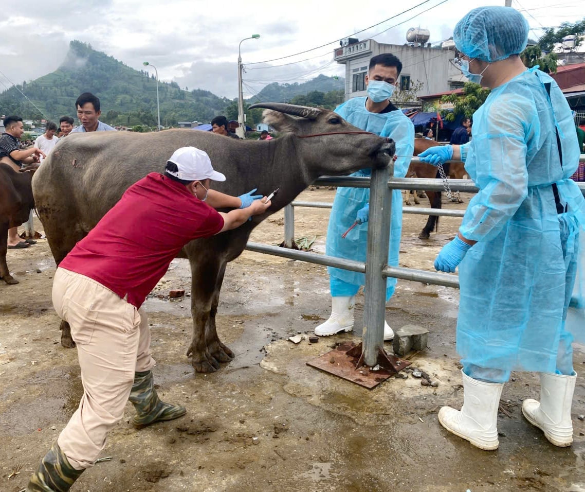 Trong hai ngày 30/6 và 4/7, cán bộ chuyên môn của Lào Cai đã lấy 68 mẫu máu và 68 mẫu dịch hầu họng (probang) tại chợ gia súc để phục vụ công tác xét nghiệm, giám sát virus LMLM serotype SAT1. Ảnh: Thanh Ngà.