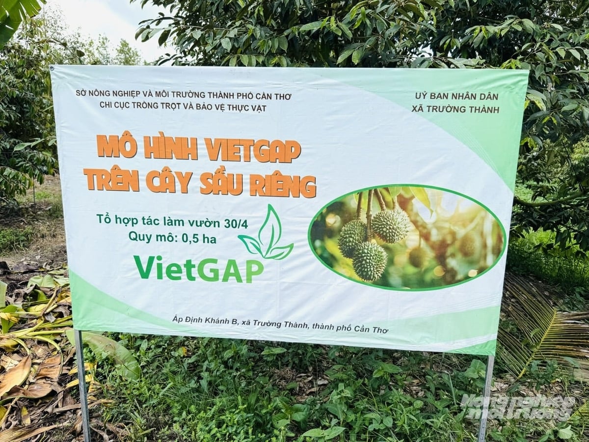 Mô hình sản xuất sầu riêng theo tiêu chuẩn VietGAP tại Tổ hợp tác làm vườn 30/4, xã Trường Thành, TP Cần Thơ là nền tảng để xây dựng mã số vùng trồng và phát triển chuỗi liên kết tiêu thụ bền vững. Ảnh: Lê Hoàng Vũ.
