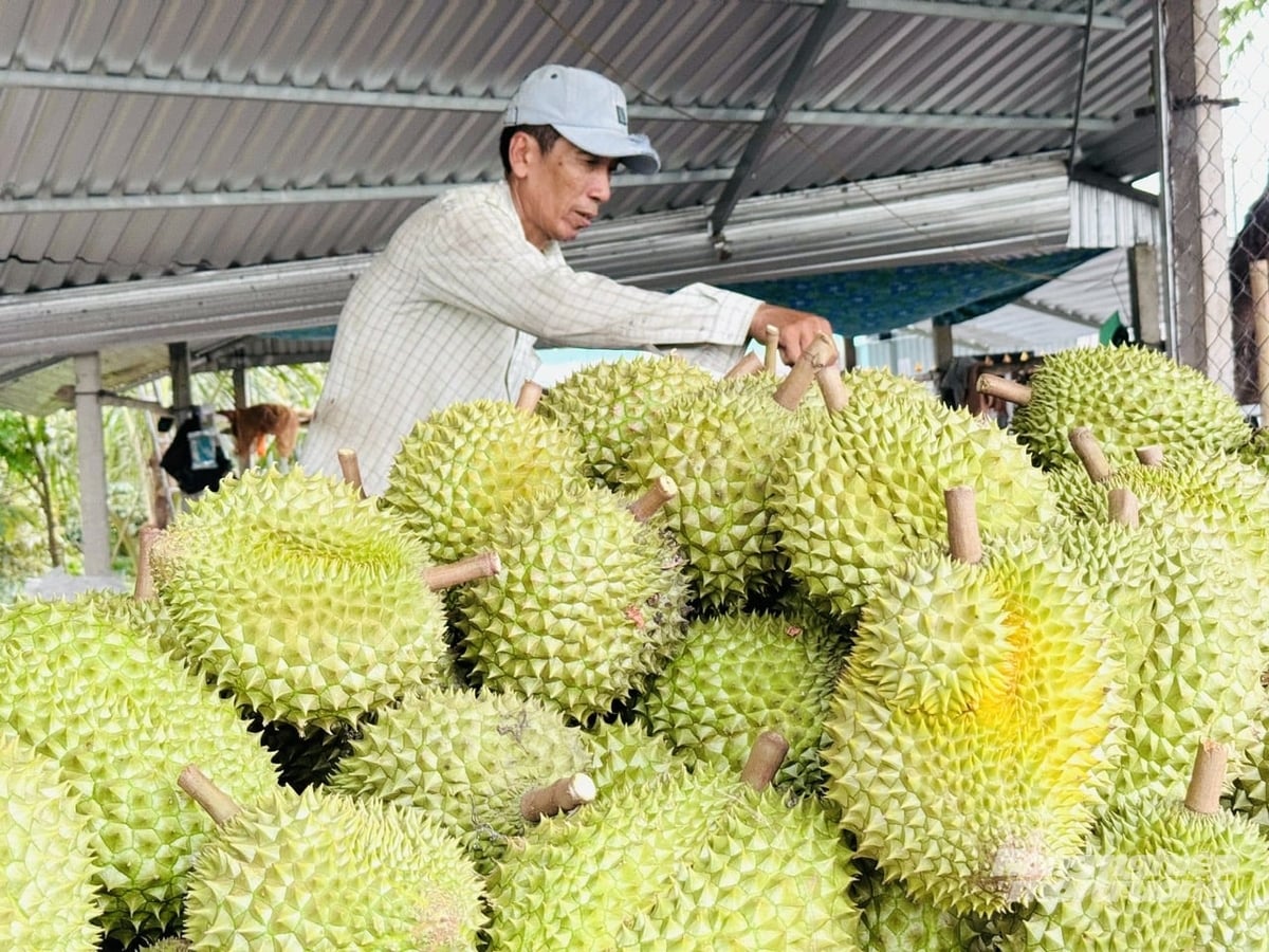 Hiện TP Cần Thơ có hơn 14.400ha sầu riêng, sản lượng năm nay ước đạt gần 150.000 tấn. Đến nay, địa phương đã xây dựng được 136 mã số vùng trồng với gần 3.000ha phục vụ xuất khẩu. Ảnh: Lê Hoàng Vũ.