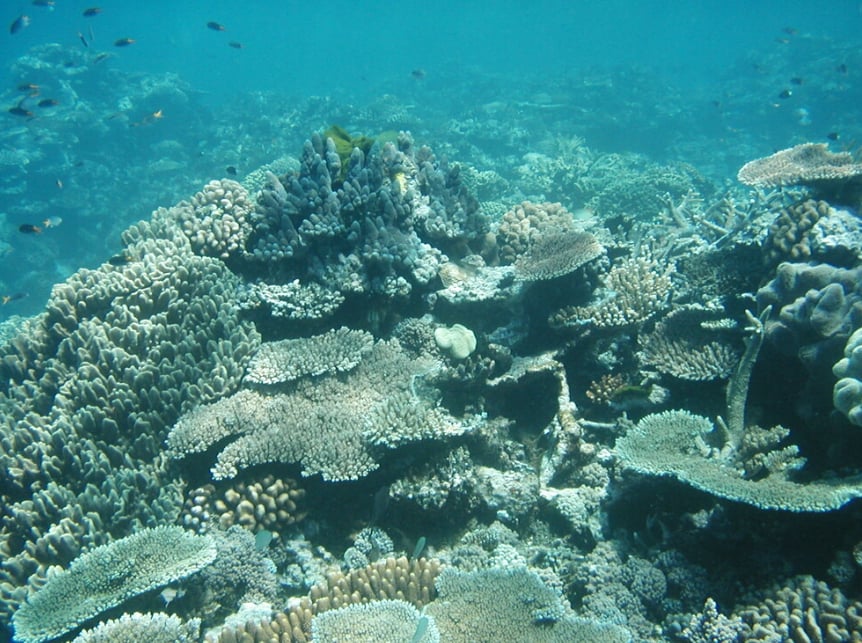 Rạn san hô Great Barrier là rạn san hô lớn nhất thế giới. Ảnh: Evergreen/UNESCO. 