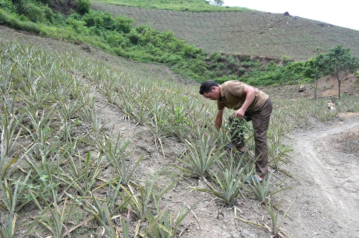 Trưởng thôn Lũng Pô Tẩn Sành Phú tiên phong chuyển đổi cơ cấu cây trồng, đưa các loại cây phù hợp chất đất và khí hậu vào sản xuất. Ảnh: Bích Hợp.