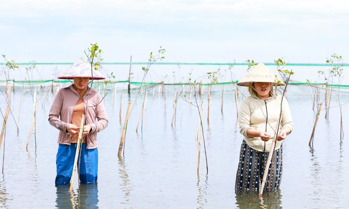 CSRD cùng Hội Nông dân xã Phú Lộc và Chi hội Nghề cá Lê Thái Thiện trồng 6.000 cây bần chua có tuổi đời từ 2-3 năm tuổi. Ảnh: V.D.