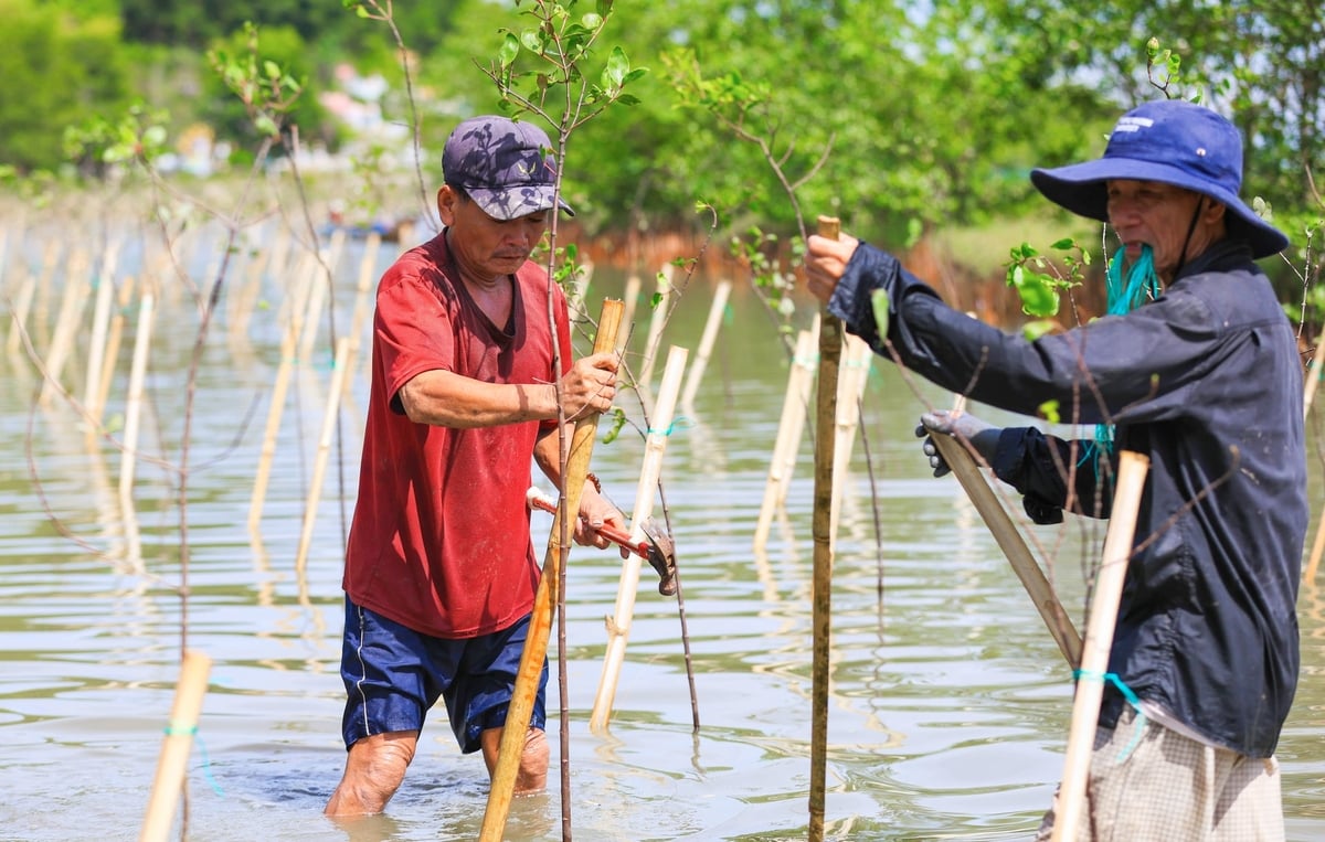 Những cây bần chua sẽ được cố định bằng cọc tre, bố trí hệ thống trụ chắn và lưới bảo vệ tạm thời. Ảnh: V.D.