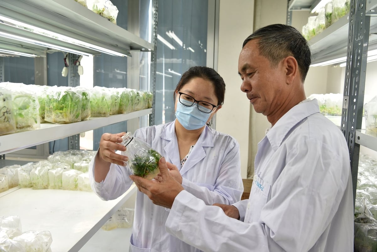 Thạc sĩ Văn Đình Hải cùng đồng nghiệp kiểm tra mẫu trong phòng thí nghiệm. Ảnh: Dương Đình Tường. 