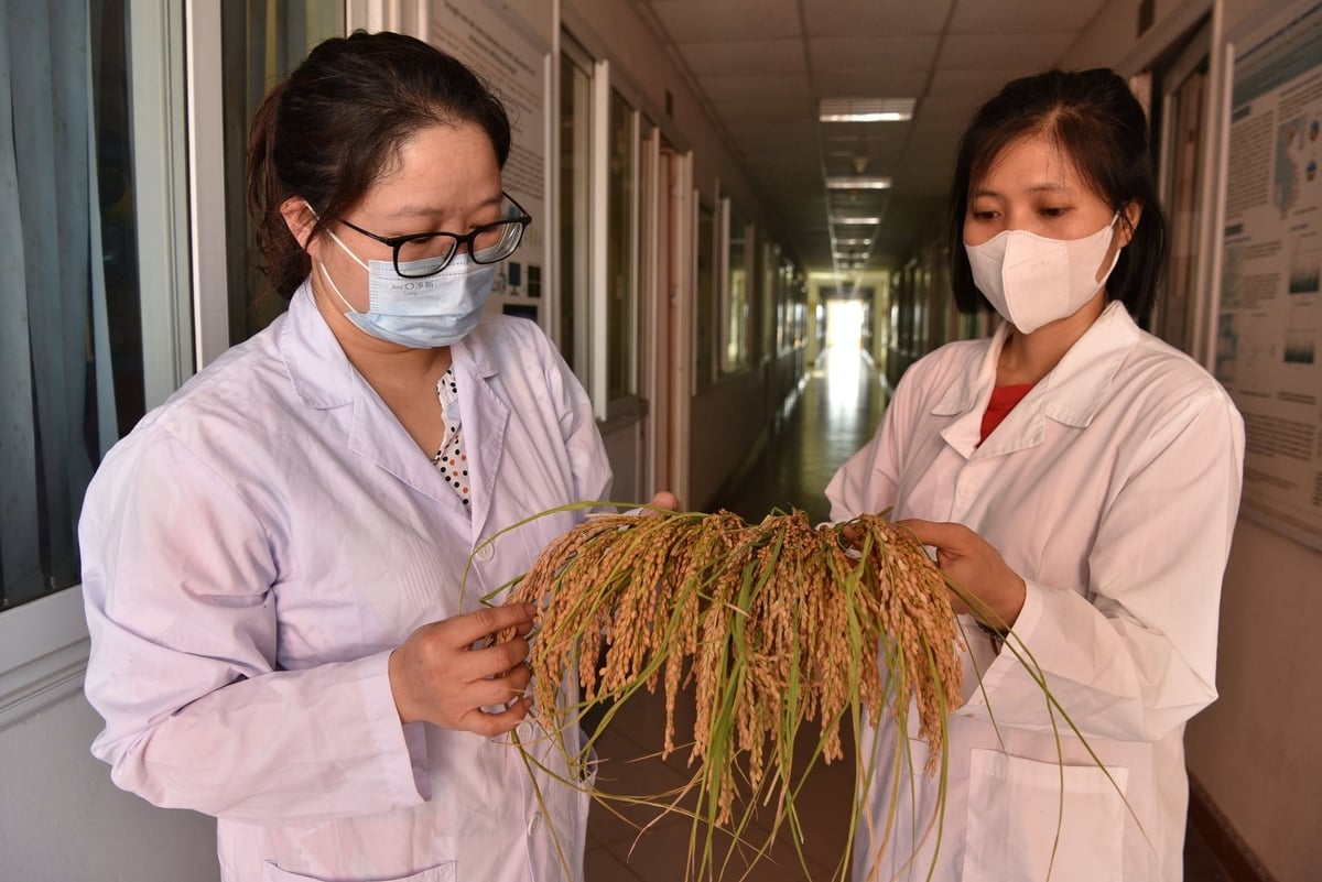 TS Phùng Thị Phương Nhung (trái) và Thạc sĩ Tống Thị Hường kiểm tra mẫu lúa. Ảnh: Dương Đình Tường.