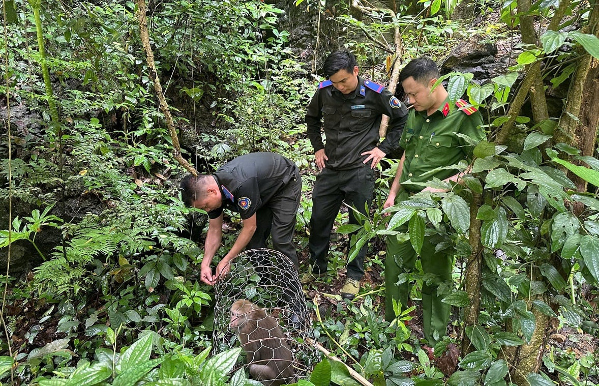 Cá thể khỉ mốc trở về môi trường tự nhiên tại khu rừng đặc dụng Hữu Liên sau thời gian được tiếp nhận, chăm sóc. Ảnh: Hoàng Nghĩa.