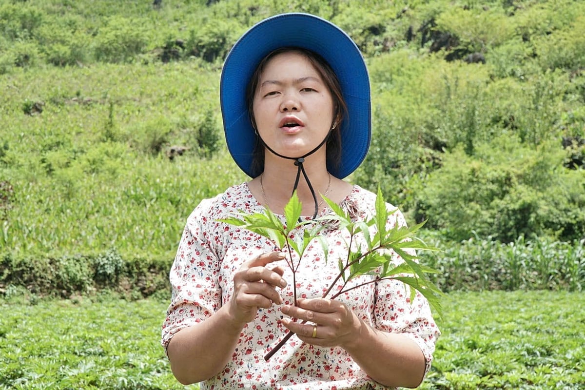 1ha đương quy chăm sóc tốt có thể đạt khoảng 10 tấn củ. Ảnh: Đức Bình.