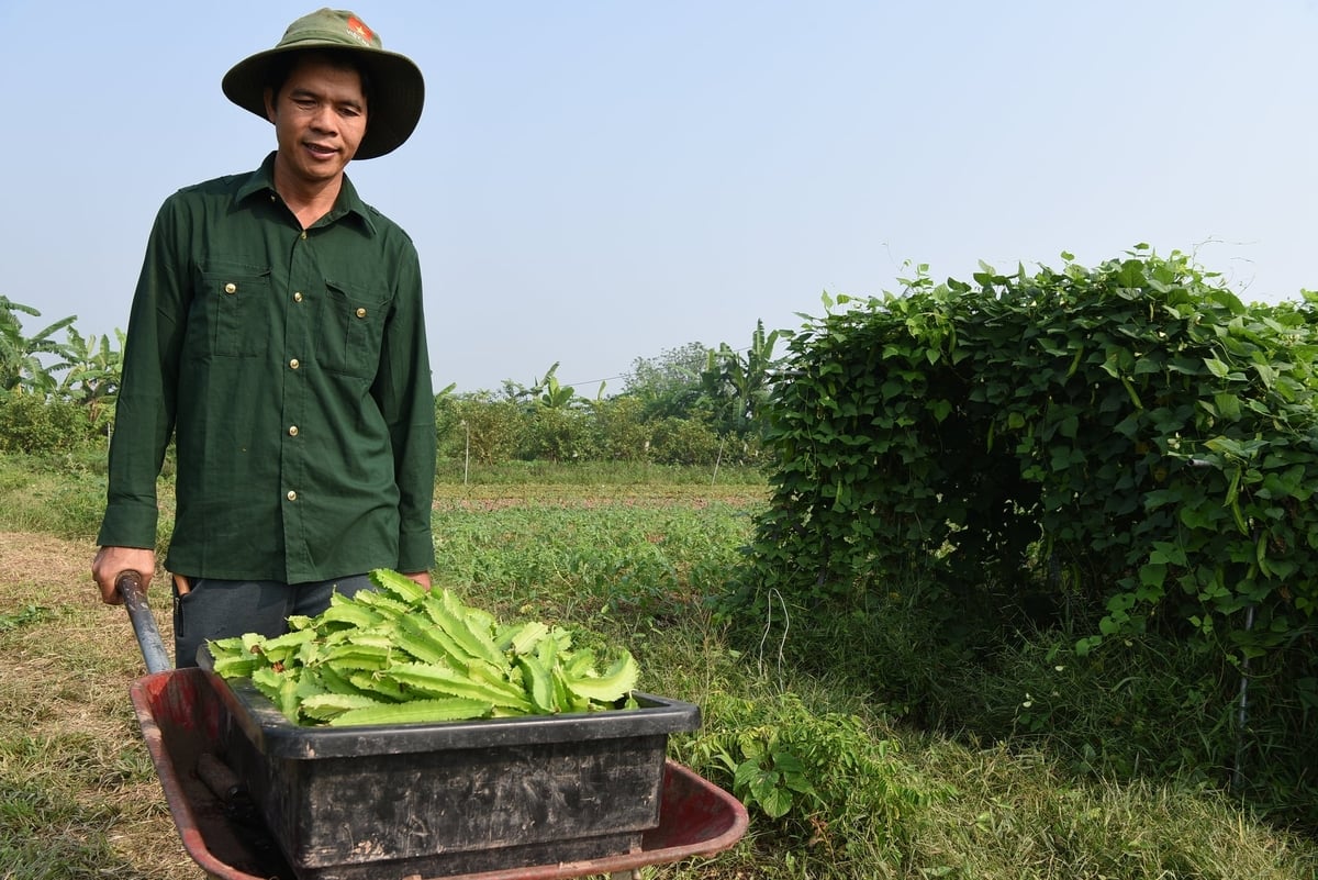 TS Nguyễn Đức Chinh thu hoạch rau ở trang trại. Ảnh: Dương Đình Tường.