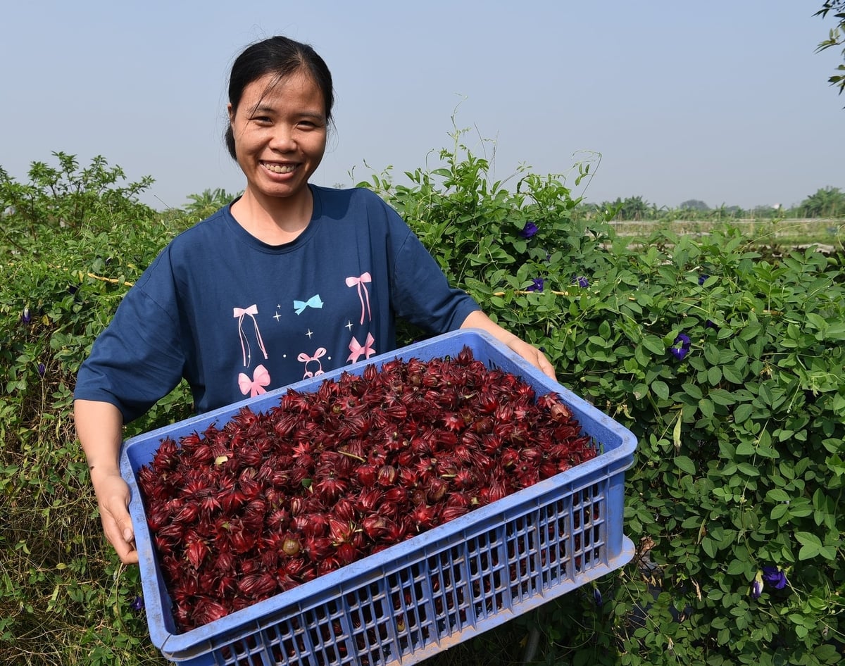 Niềm vui được mùa trong trang trại của nhóm Gen Xanh. Ảnh: Dương Đình Tường.