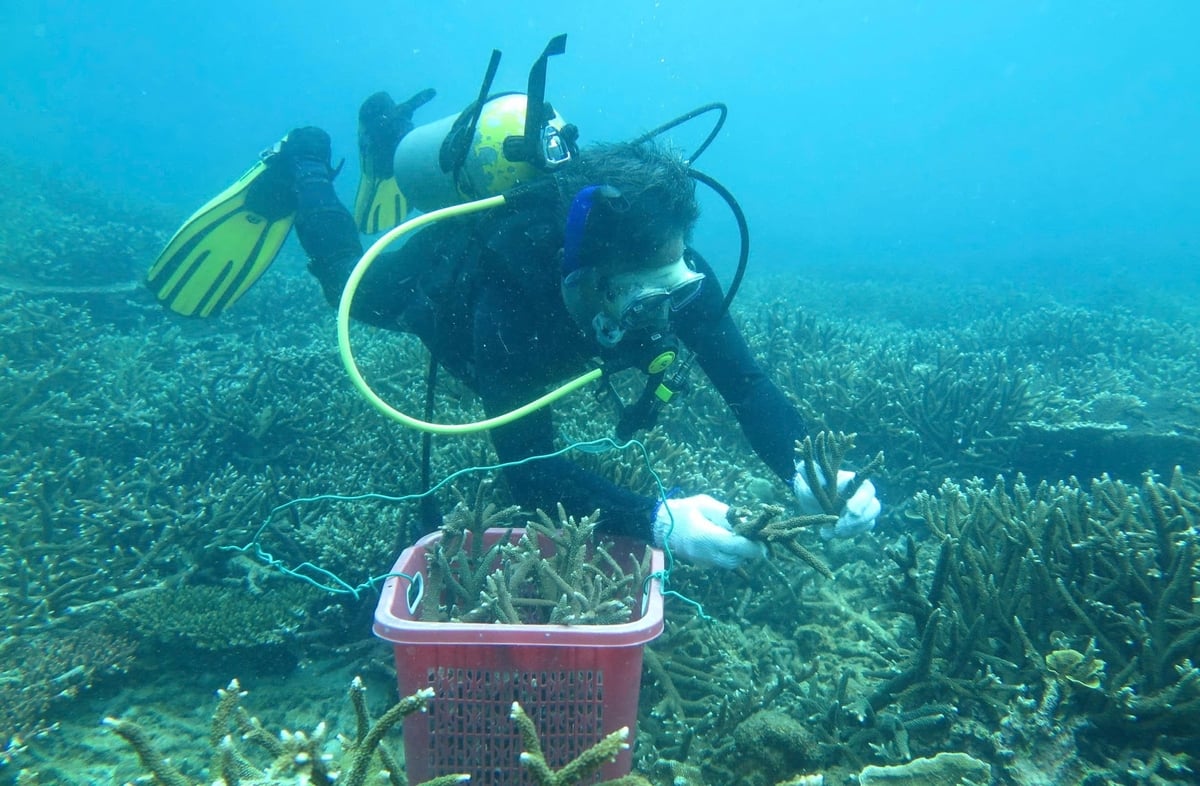 Sau sự cố cuối năm 2024, san hô ở trên giá thể tự nhiên ở Đát Dốc và hòn Tài đang cho kết quả phục hồi khá tốt. Ảnh: Nguyễn Văn Vững.