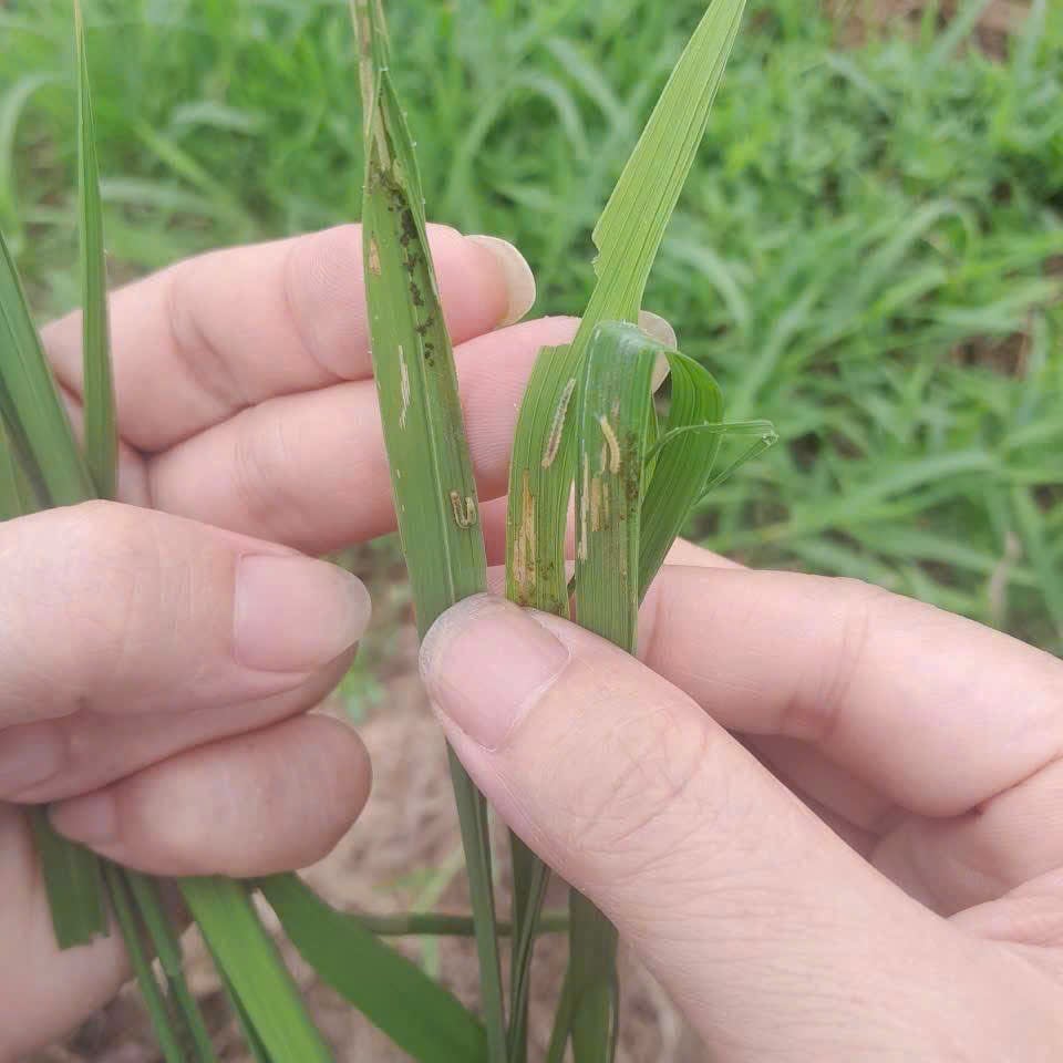 Sâu cuốn lá nhỏ gây hại cục bộ trên lúa hè thu tại một số địa phương ở Hà Tĩnh. Ảnh: Hoàng Gia. Sâu cuốn lá nhỏ gây hại cục bộ trên lúa hè thu tại một số địa phương ở Hà Tĩnh. Ảnh: Hoàng Gia.