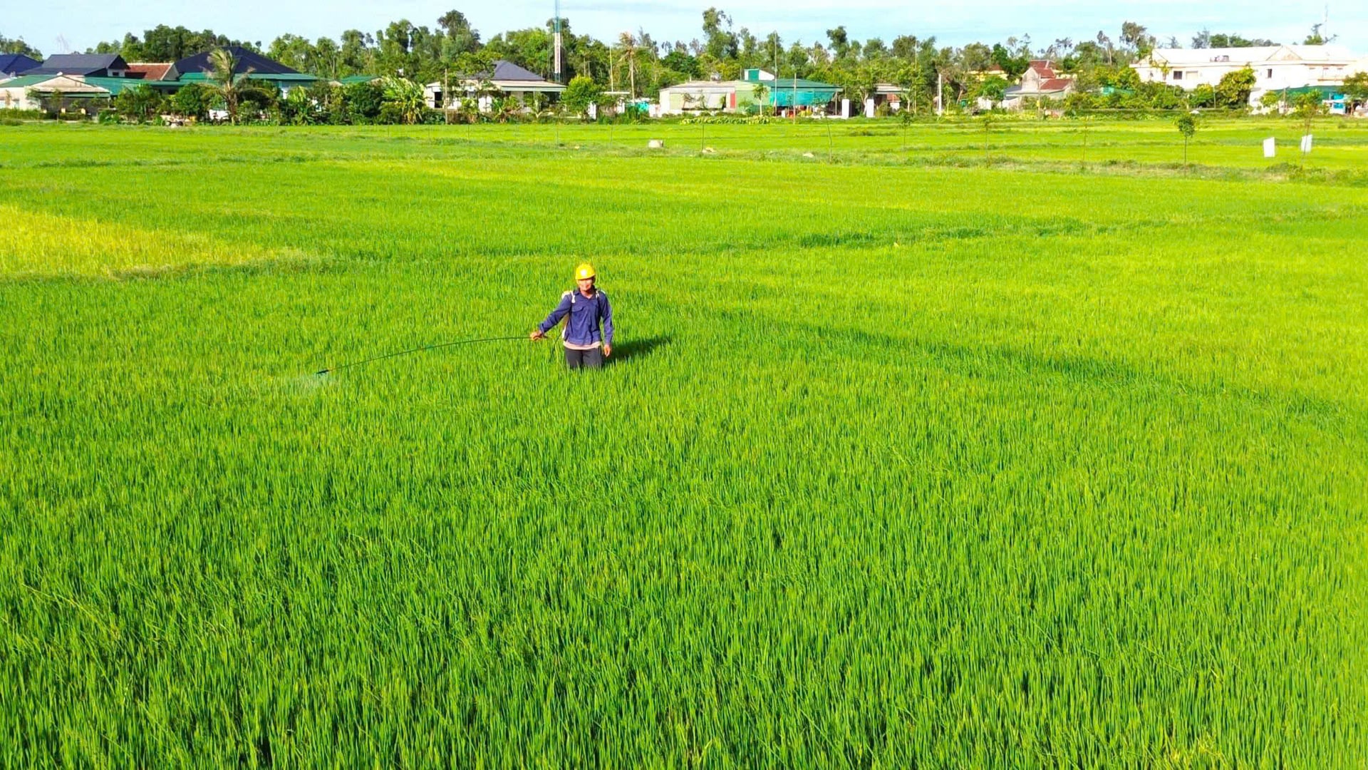 Lúa vụ hè thu năm 2026 trên địa bàn Hà Tĩnh đang giai đoạn đứng cái - làm đòng. Ảnh: Hoàng Gia. Lúa vụ hè thu năm 2026 trên địa bàn Hà Tĩnh đang giai đoạn đứng cái - làm đòng. Ảnh: Hoàng Gia.