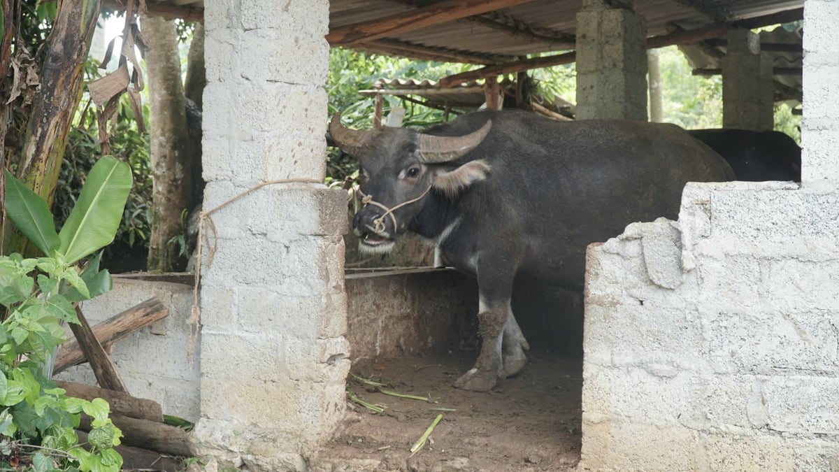 Nhà bà Lung giờ mua thêm 2 con nữa để chuẩn bị bán năm sau. Ảnh: Đức Bình.