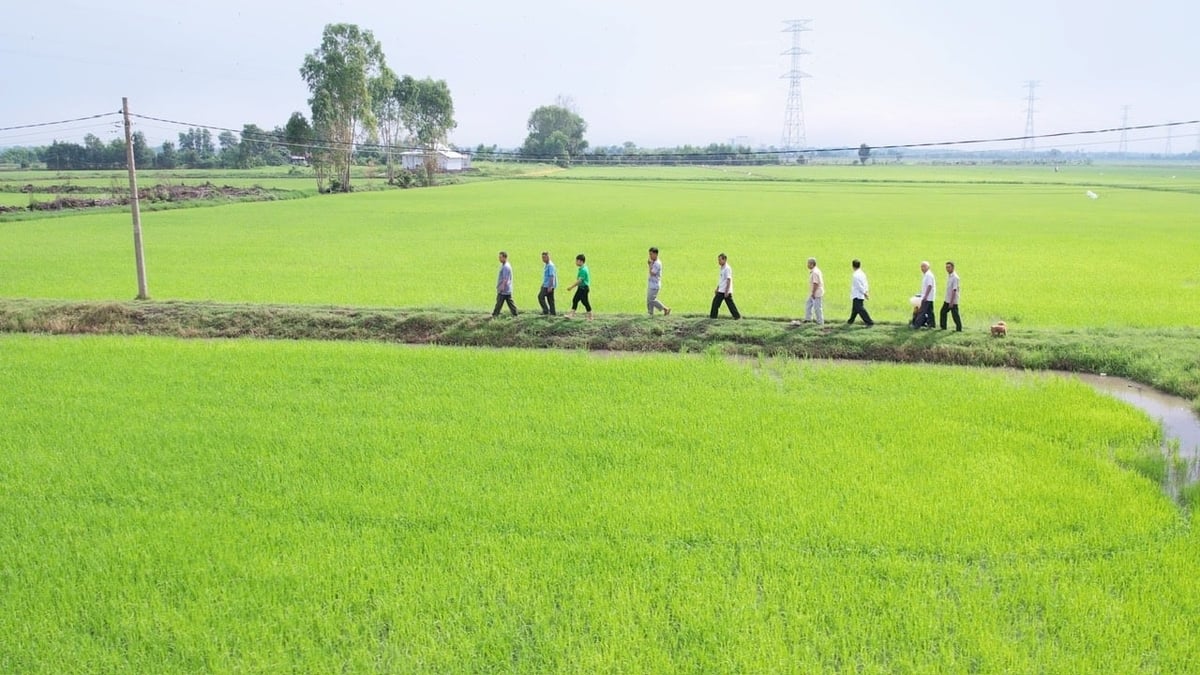 Cán bộ kỹ thuật và nông dân tham quan cánh đồng lúa áp dụng giải pháp 'Hành trình Xanh - Đất khỏe, cây trồng khỏe' tại vùng ven sông Vàm Cỏ, tỉnh Tây Ninh. Ảnh: Ngọc Vân. Cán bộ kỹ thuật và nông dân tham quan cánh đồng lúa áp dụng giải pháp 'Hành trình Xanh - Đất khỏe, cây trồng khỏe' tại vùng ven sông Vàm Cỏ, tỉnh Tây Ninh. Ảnh: Ngọc Vân.