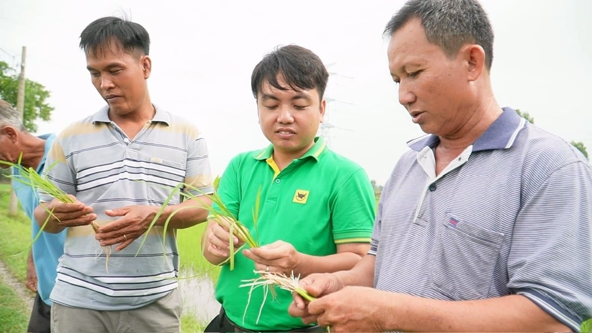 Ông Trầm Văn Thậm (bìa phải) cùng cán bộ kỹ thuật đánh giá bộ rễ và khả năng sinh trưởng của lúa sau 22 ngày sử dụng giải pháp bón lót Bio-Canxi. Ảnh: Ngọc Vân. Ông Trầm Văn Thậm (bìa phải) cùng cán bộ kỹ thuật đánh giá bộ rễ và khả năng sinh trưởng của lúa sau 22 ngày sử dụng giải pháp bón lót Bio-Canxi. Ảnh: Ngọc Vân.