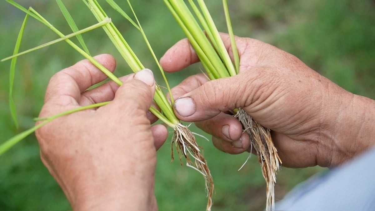 Bộ rễ lúa phát triển dài, trắng khỏe sau khi áp dụng giải pháp bón lót Bio-Canxi, tạo nền tảng giúp cây hấp thu dinh dưỡng tốt và tăng sức chống chịu. Ảnh: Ngọc Vân. Bộ rễ lúa phát triển dài, trắng khỏe sau khi áp dụng giải pháp bón lót Bio-Canxi, tạo nền tảng giúp cây hấp thu dinh dưỡng tốt và tăng sức chống chịu. Ảnh: Ngọc Vân.
