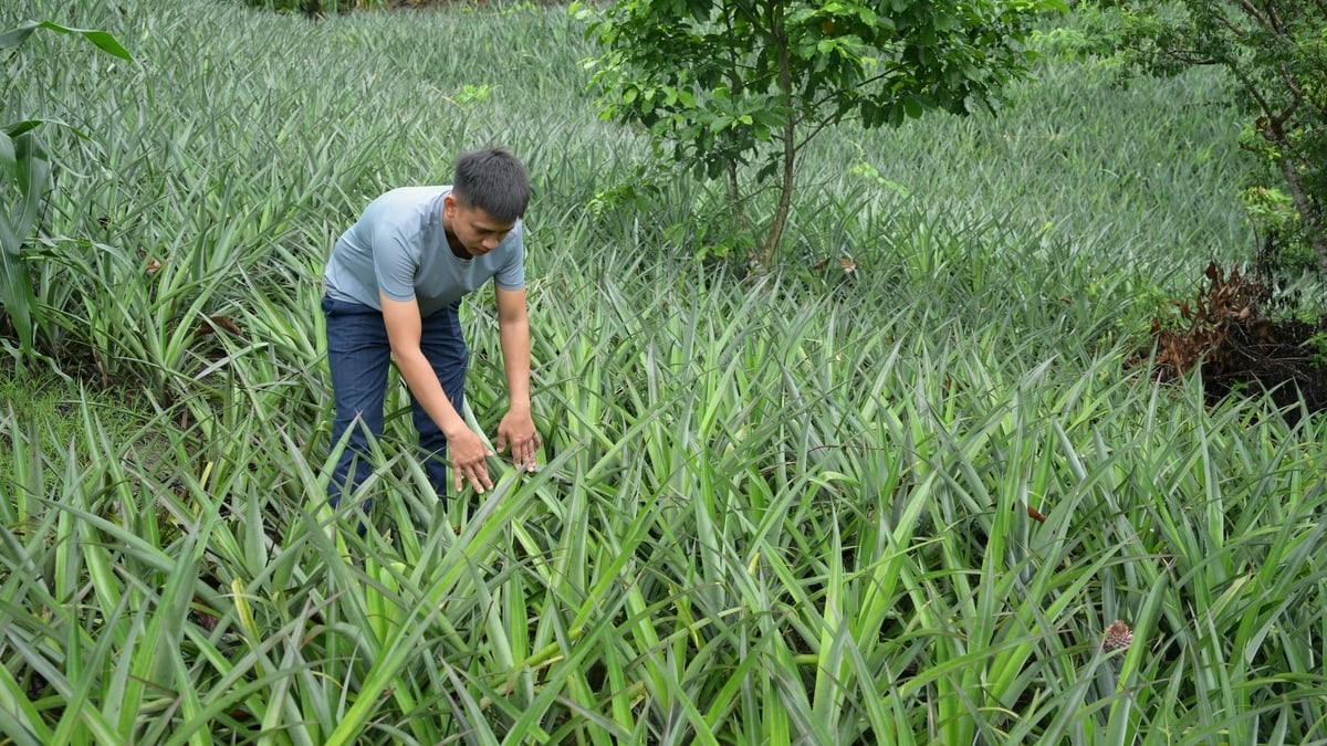 Trên những triền đồi Na Sang, Trưởng bản Quàng Văn Việt đều đặn bắt đầu ngày mới giữa màu xanh của dứa. Ảnh: Mai Dũng.