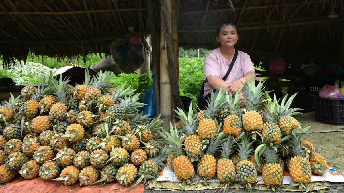 Dứa Na Sang từng bước trở thành nguồn sinh kế ổn định của nhiều hộ dân, đồng thời mở ra hướng phát triển bền vững cho đồng bào các dân tộc ở Na Sang. Ảnh: Mai Dũng.