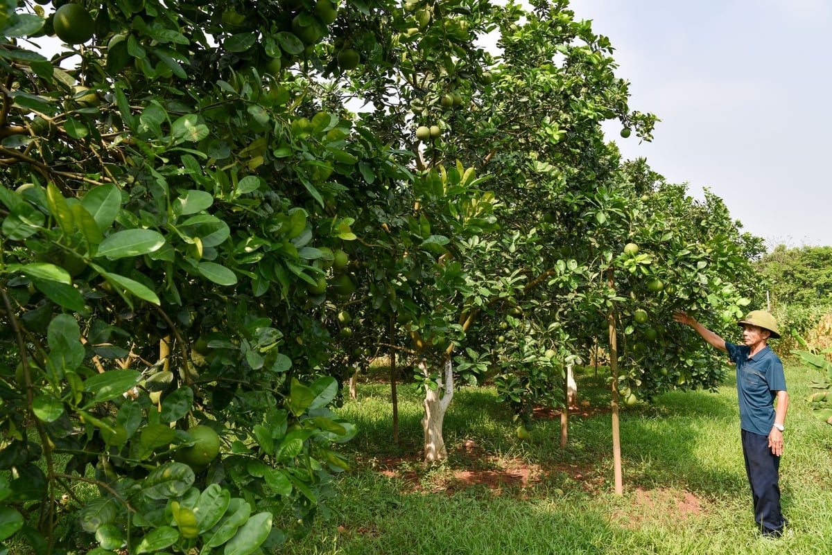Một góc vườn của ông Đặng Tâm Dung. Ảnh: Dương Đình Tường.