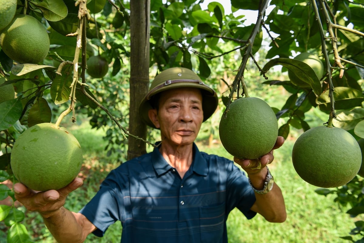 Ông Đặng Tâm Dung bên những quả bưởi hữu cơ. Ảnh: Dương Đình Tường.