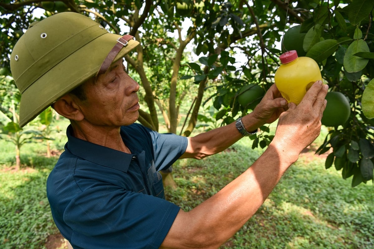 Ông Dung kiểm tra bẫy ruồi vàng. Ảnh: Dương Đình Tường.