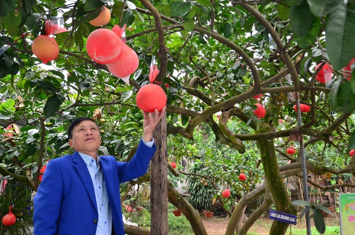 Vùng bưởi đỏ Mê Linh mà TS Nguyễn Hữu Hải góp công phục tráng. Ảnh: Dương Đình Tường.