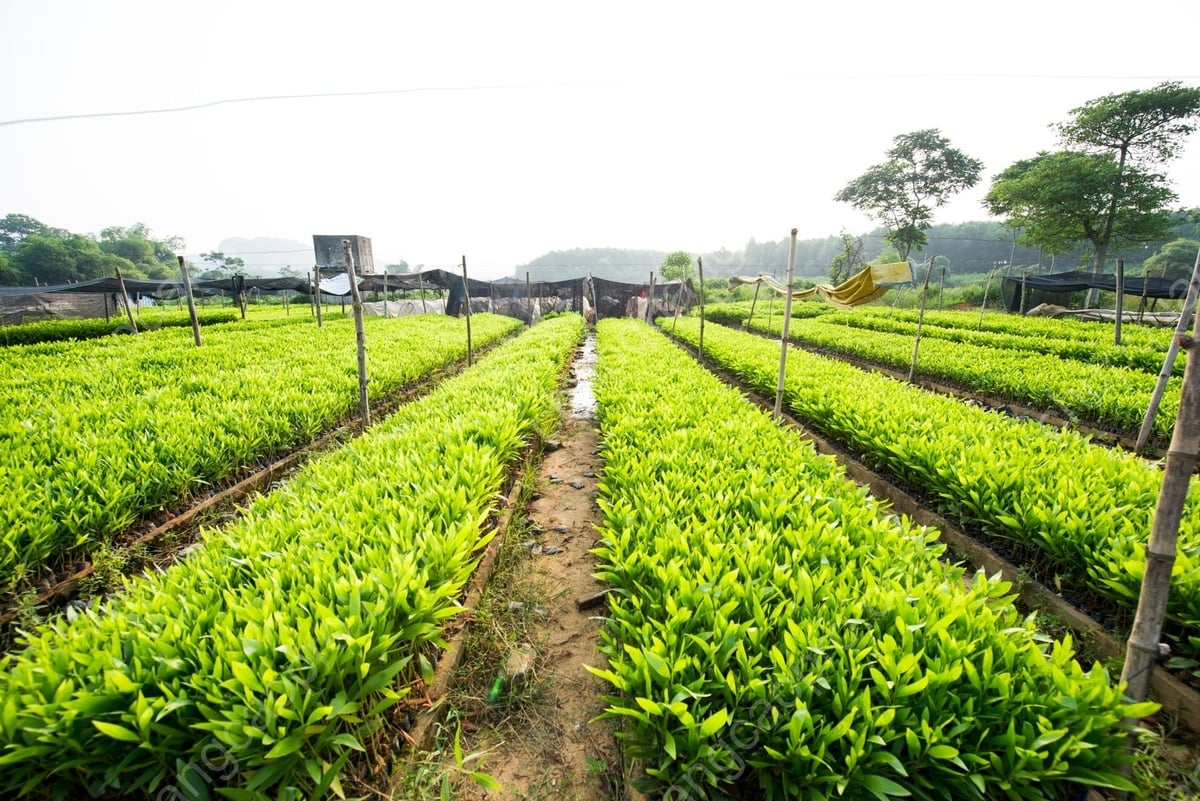 Vùng trồng cây giống nhằm bảo đảm nguồn cung ổn định. Ảnh: GAH.