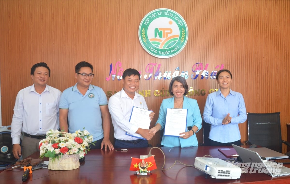 Đại diện Hợp tác xã Nông nghiệp Nông Thuận Phát và Công ty TNHH MTV Lương thực Thoại Sơn ký biên bản ghi nhớ hợp tác triển khai vùng nguyên liệu 200ha và bao tiêu toàn bộ sản phẩm trong vụ hè thu năm 2026. Ảnh: Trung Chánh.