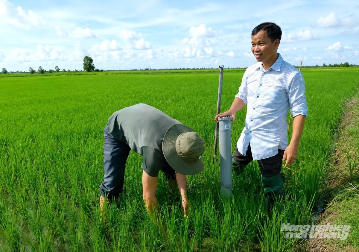 Cán bộ khuyến nông đặt hệ thống cảm biến tưới ngập - khô xen kẽ (AWD) trên cánh đồng triển khai mô hình. Ảnh: Trung Chánh.