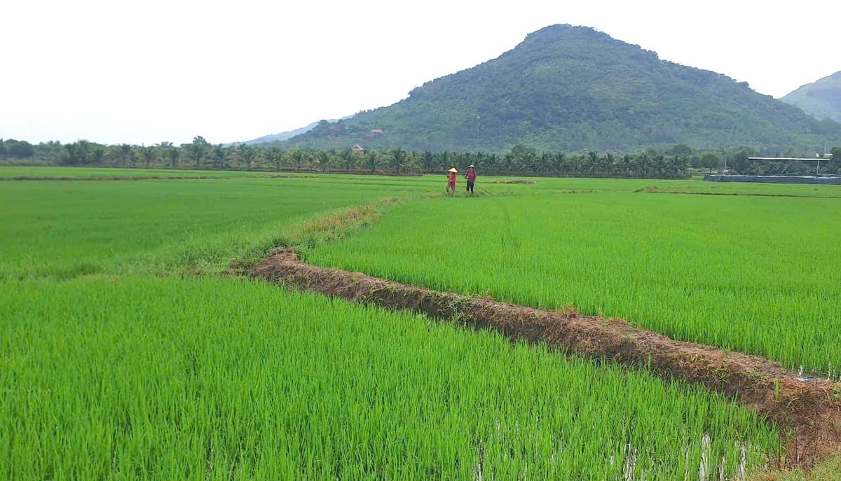 Các công ty thủy lợi trên địa bàn tỉnh đảm bảo nước cho cây trồng đang sản xuất. Ảnnh: KS.