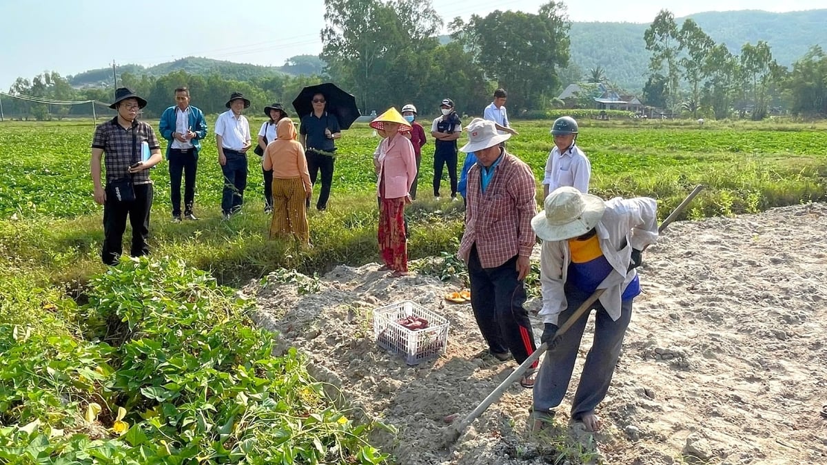 Các nhà khoa học của Trung tâm Tài nguyên Thực vật đang đánh giá về một giống khoai lang. Ảnh: TTTNTV.