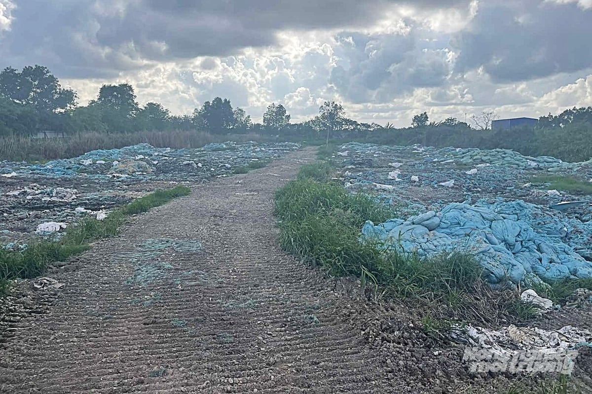 Khoảng 2.000 m2 đất đang lưu chứa bùn thải của Nhà máy sản xuất dịch tôm, bột tôm và các sản phẩm từ phế phẩm thủy sản thuộc Công ty Cổ phần Việt Nam Food, suốt từ năm 2019 tới nay. Ảnh: CMT.